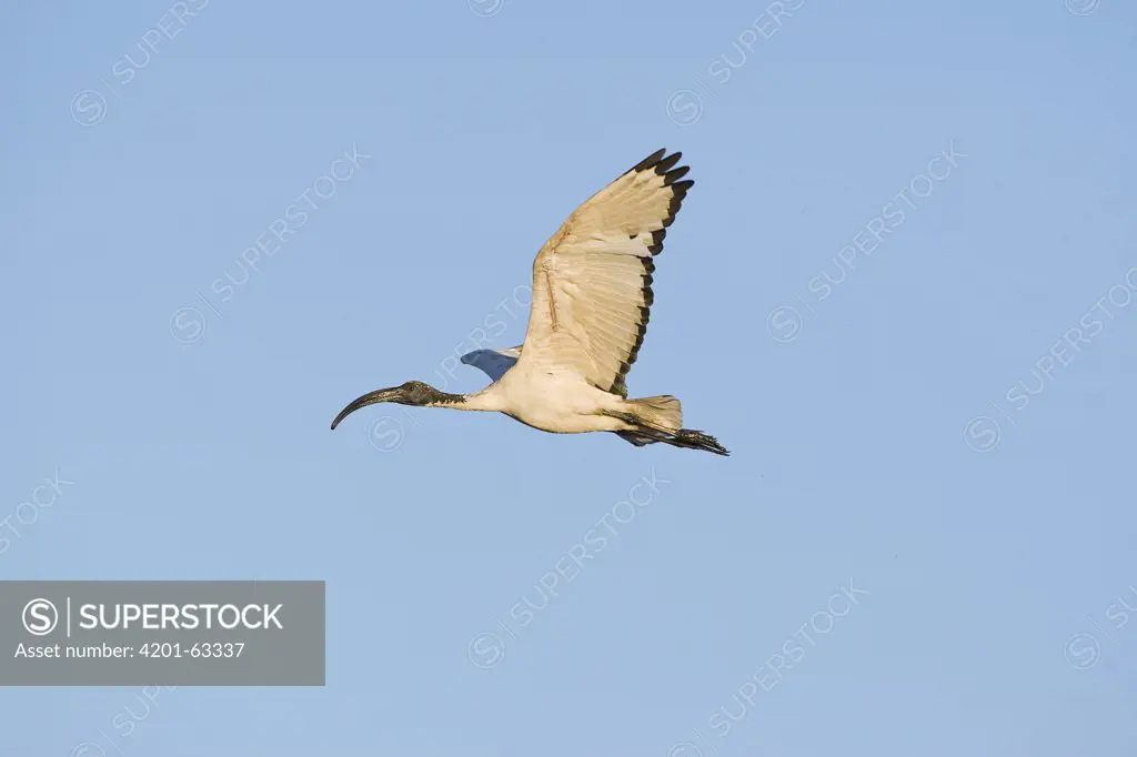 Sacred Ibis (Threskiornis aethiopicus) flying, Gaborone Game Reserve, Botswana