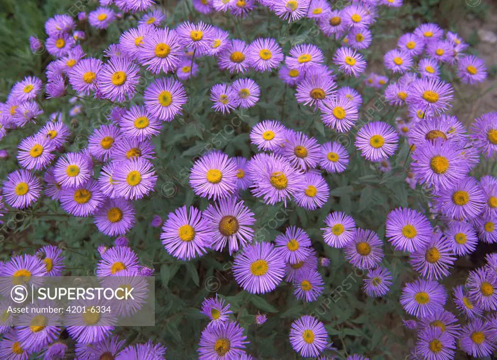 Smooth Aster (Aster laevis) plant in full summer bloom, Colorado