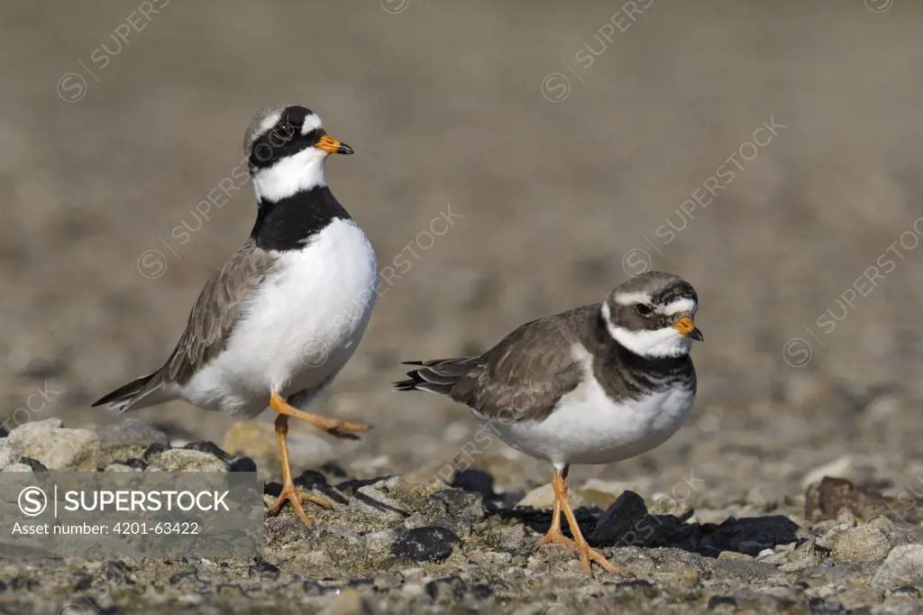 Common Ringed Plover (Charadrius hiaticula) male displaying near female, Noord-Holland, Netherlands