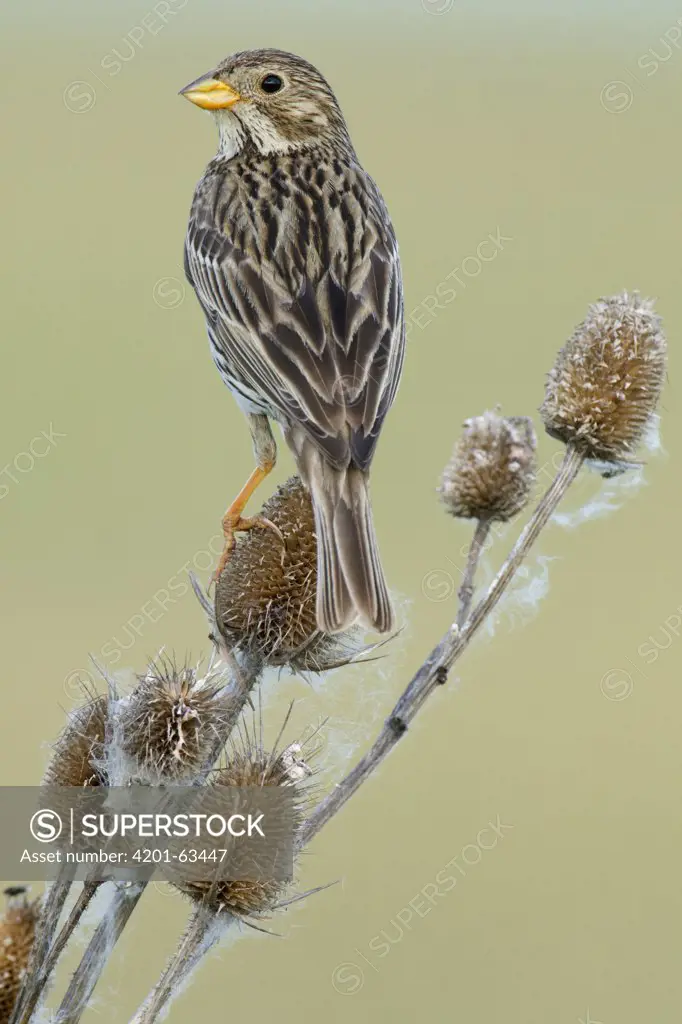 Corn Bunting (Miliaria calandra) perched on a Wild Teasel (Dipsacus fullonum), Hungary
