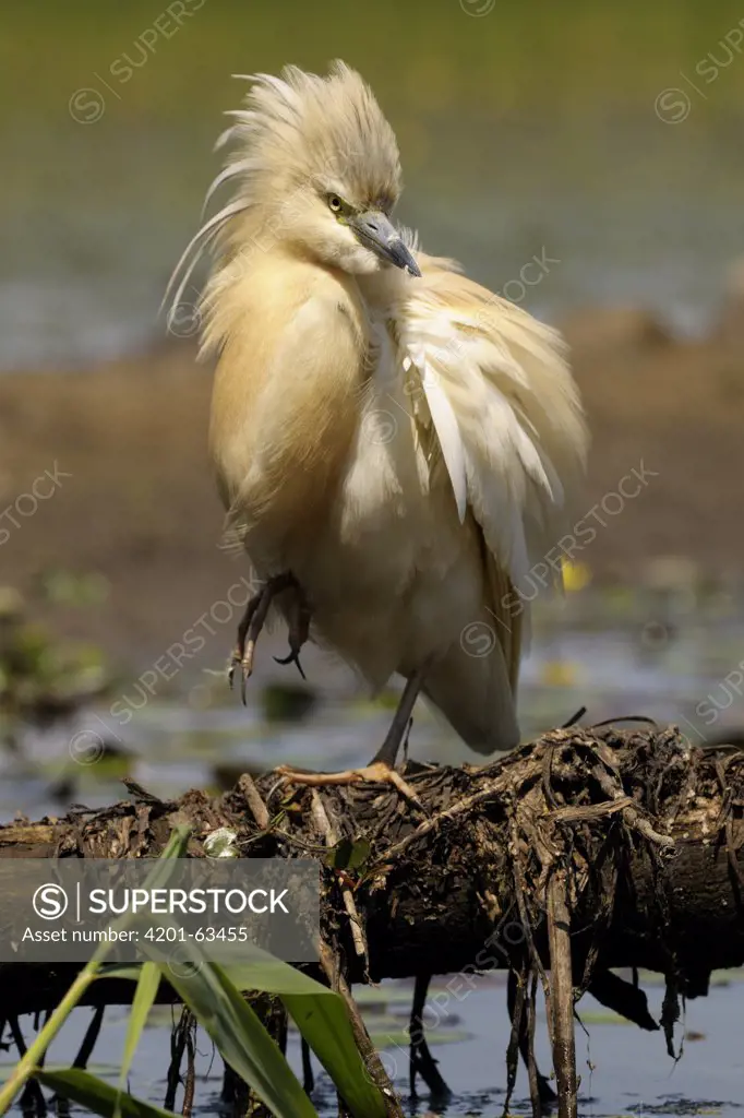 Squacco Heron (Ardeola ralloides), Hungary