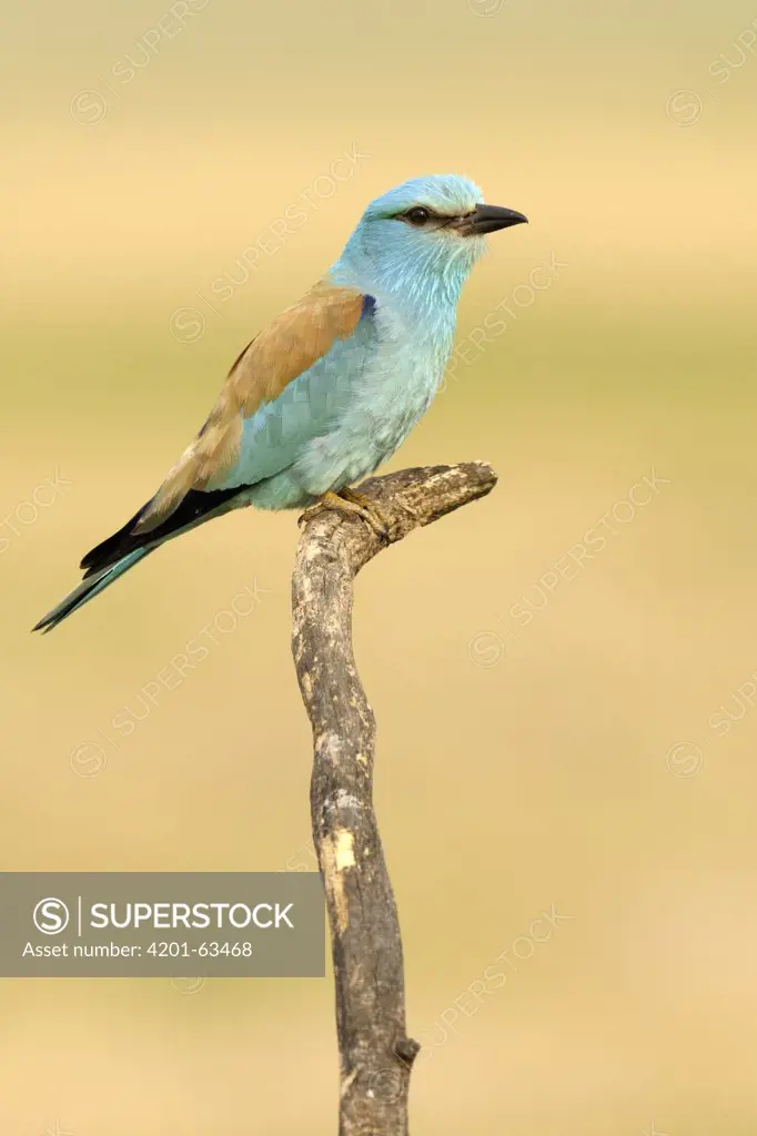 Indian Roller (Coracias benghalensis) perched on a branch, Hungary