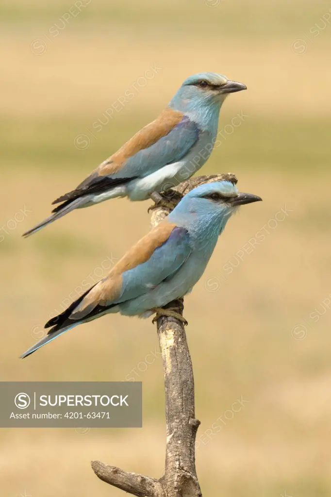 Indian Roller (Coracias benghalensis) couple perched on a branch, Hungary
