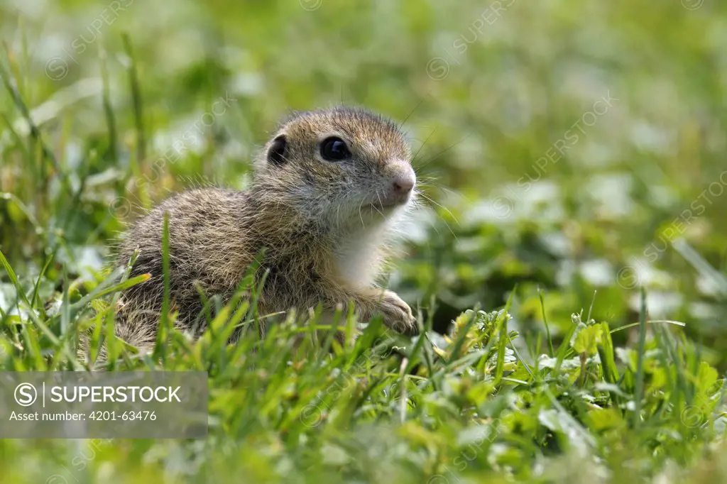 European Ground Squirrel (Spermophilus citellus) young, Hungary