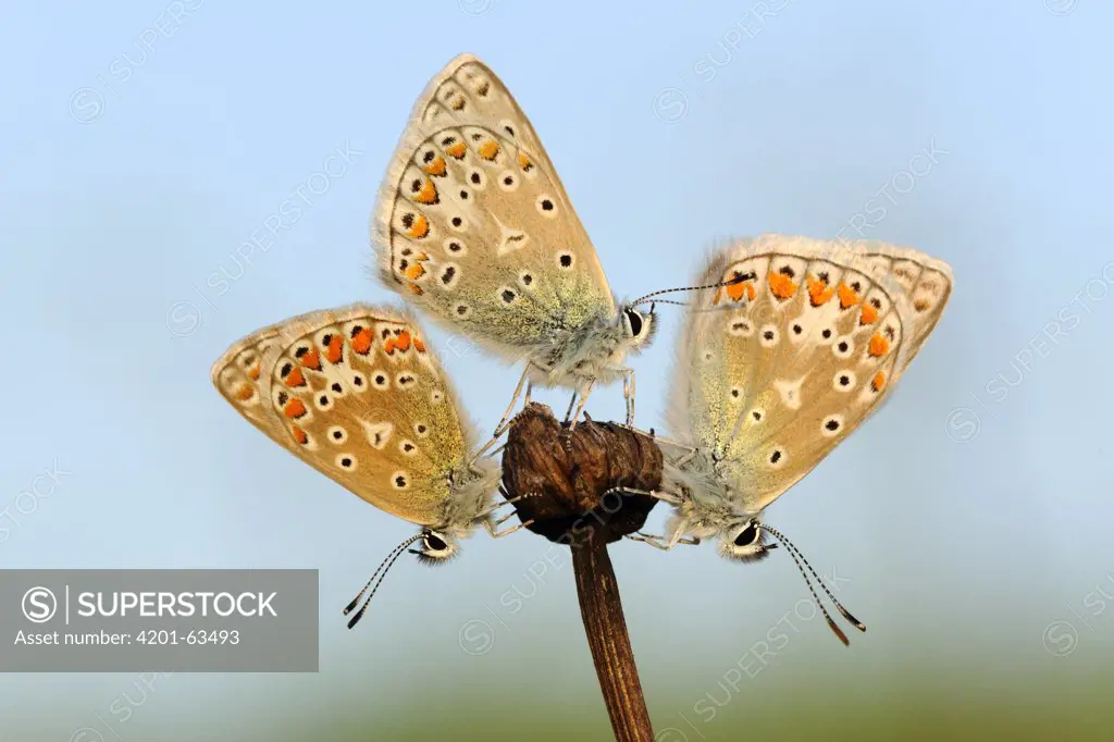 Common Blue (Polyommatus icarus) butterflies sunning, Noord-Holland, Netherlands