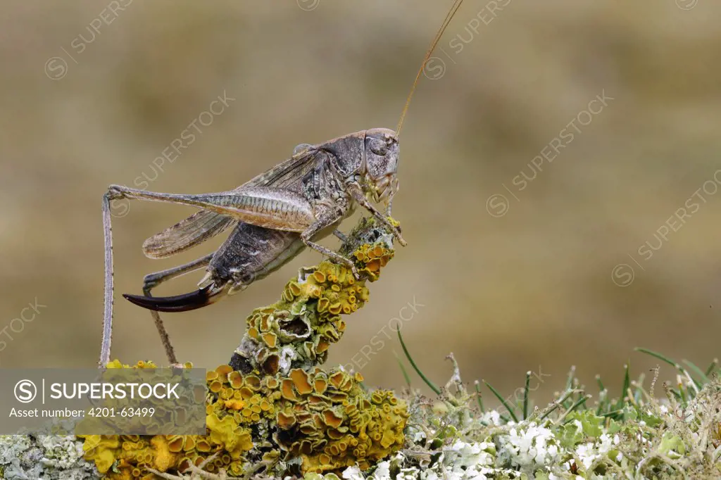 Grey Bush Cricket (Platycleis albopunctata) on lichen, Noord-Holland, Netherlands