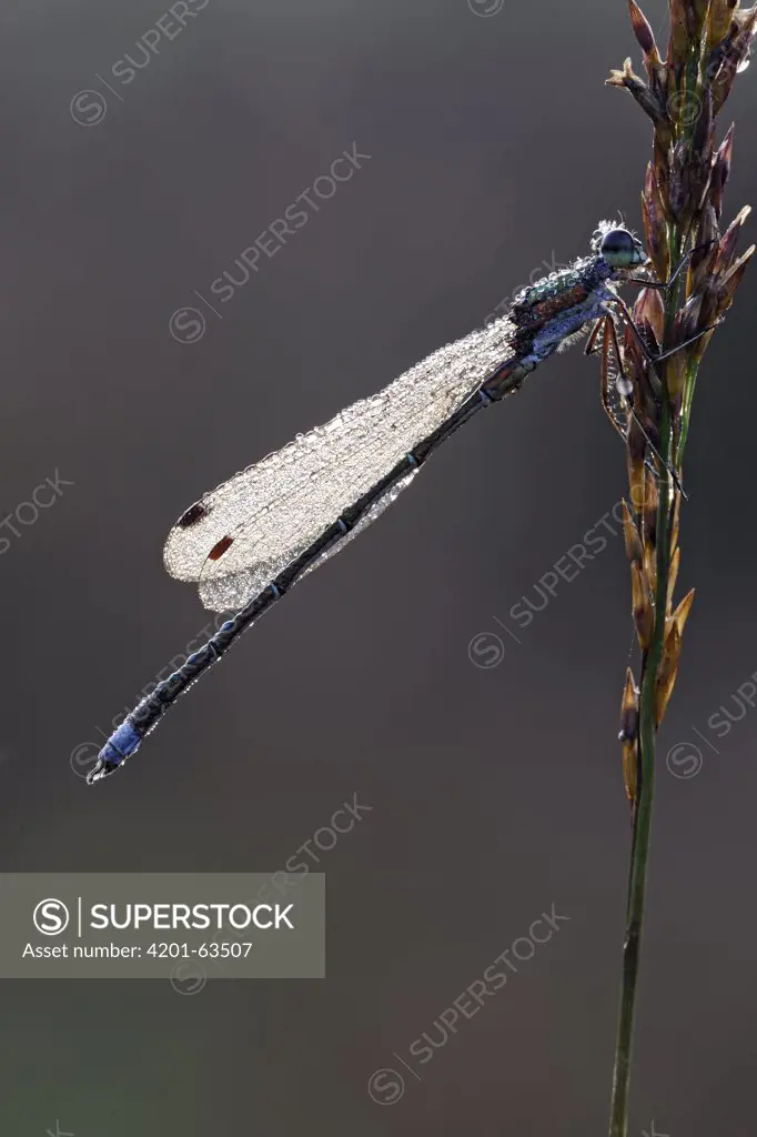 Small Spreadwing (Lestes virens), Epe, Gelderland, Netherlands