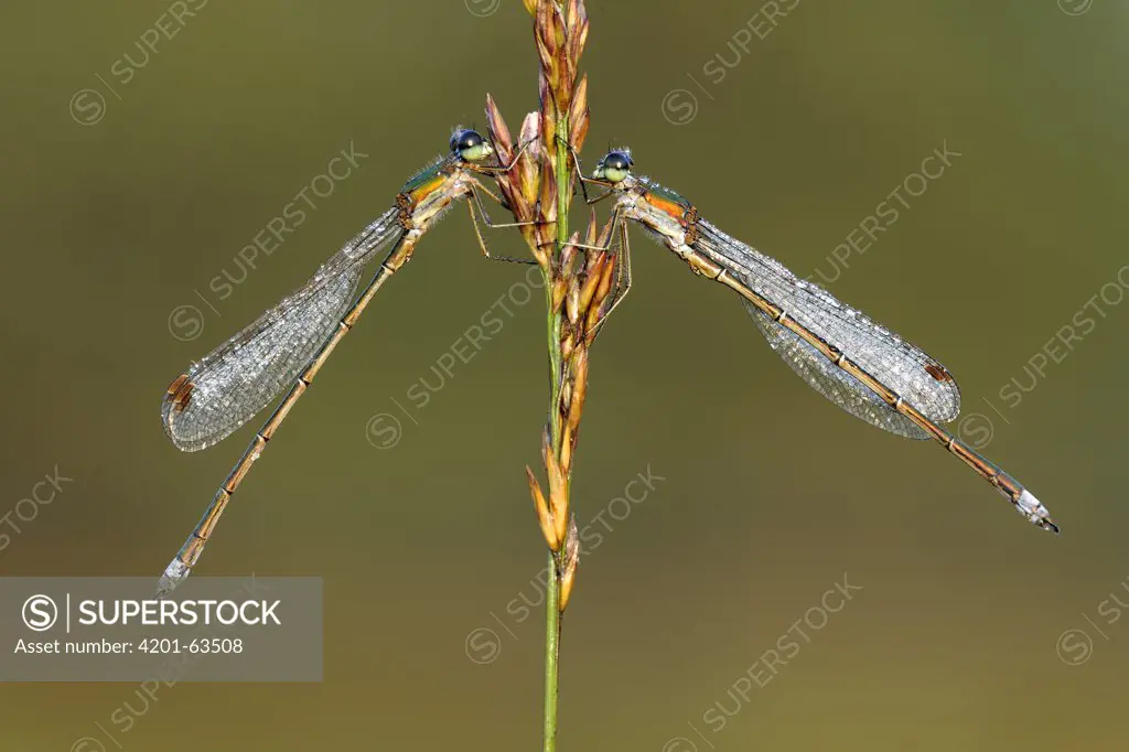Small Spreadwing (Lestes virens) pair, Epe, Gelderland, Netherlands