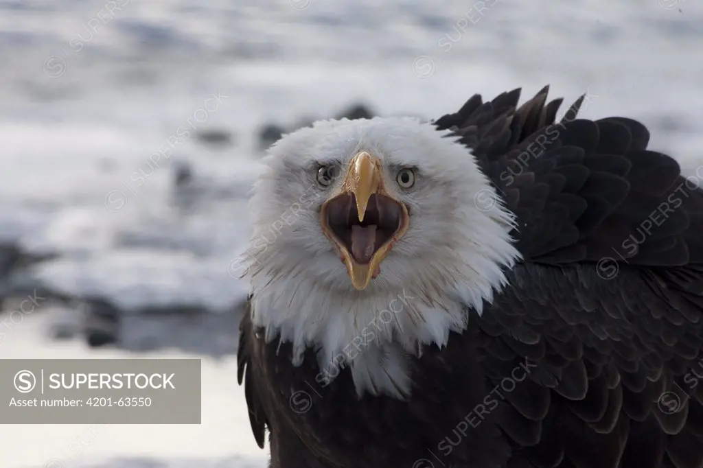 Bald Eagle (Haliaeetus leucocephalus) calling in Chilkat Bald Eagle Preserve, Haines, Alaska