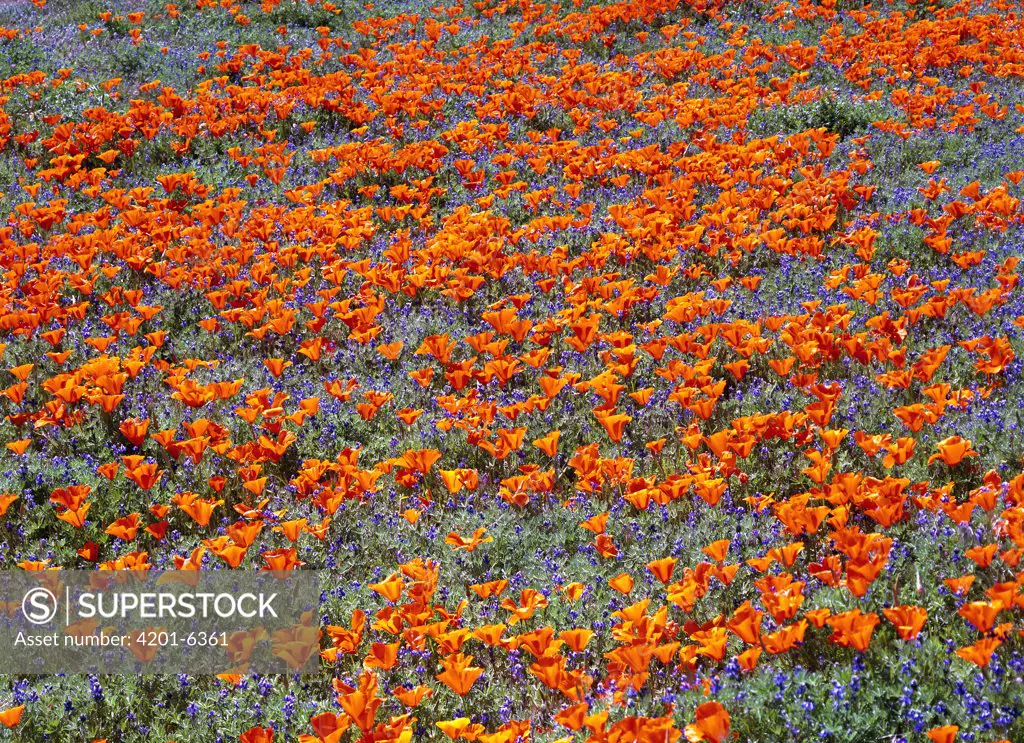California Poppy (Eschscholzia californica) flowers and Dwarf Lupines (Lupinus caespitosus), Portal Ridge, California