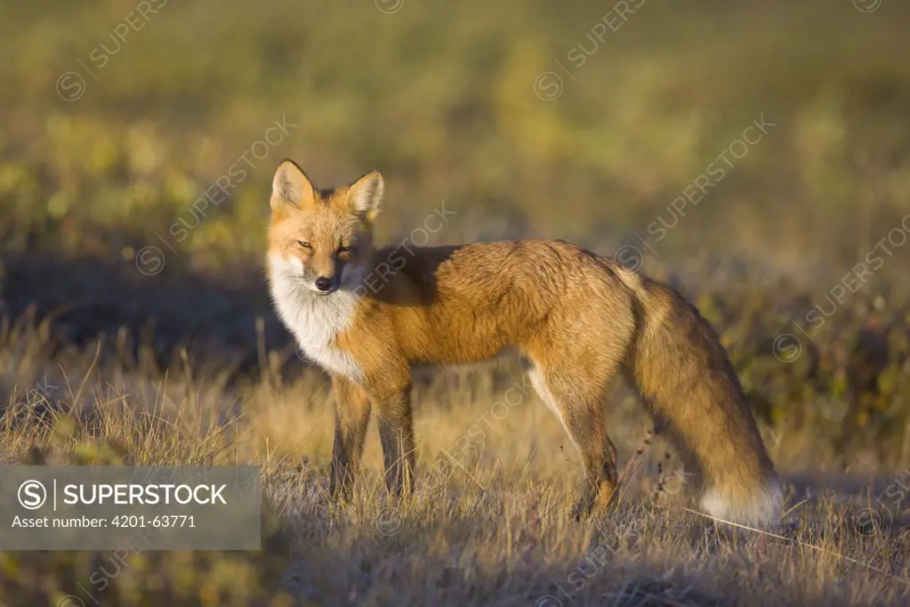 Red Fox (Vulpes vulpes) hunting, Denali National Park, Alaska
