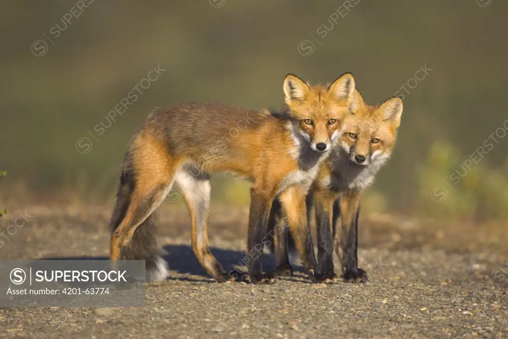 Red Fox (Vulpes vulpes) siblings, Denali National Park, Alaska