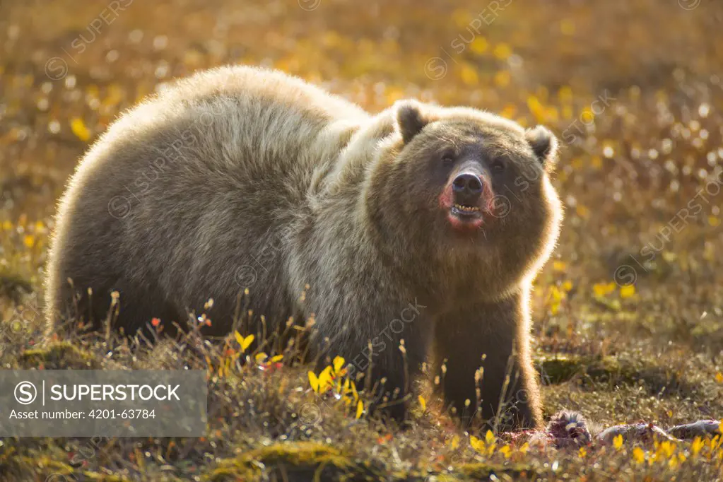 Grizzly Bear (Ursus arctos horribilis) female guarding caribou meat, Richardson Mountains, Dempster Highway, Yukon, Canada