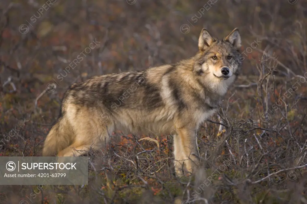 Gray Wolf (Canis lupus) standing on tundra, Denali National Park, Alaska