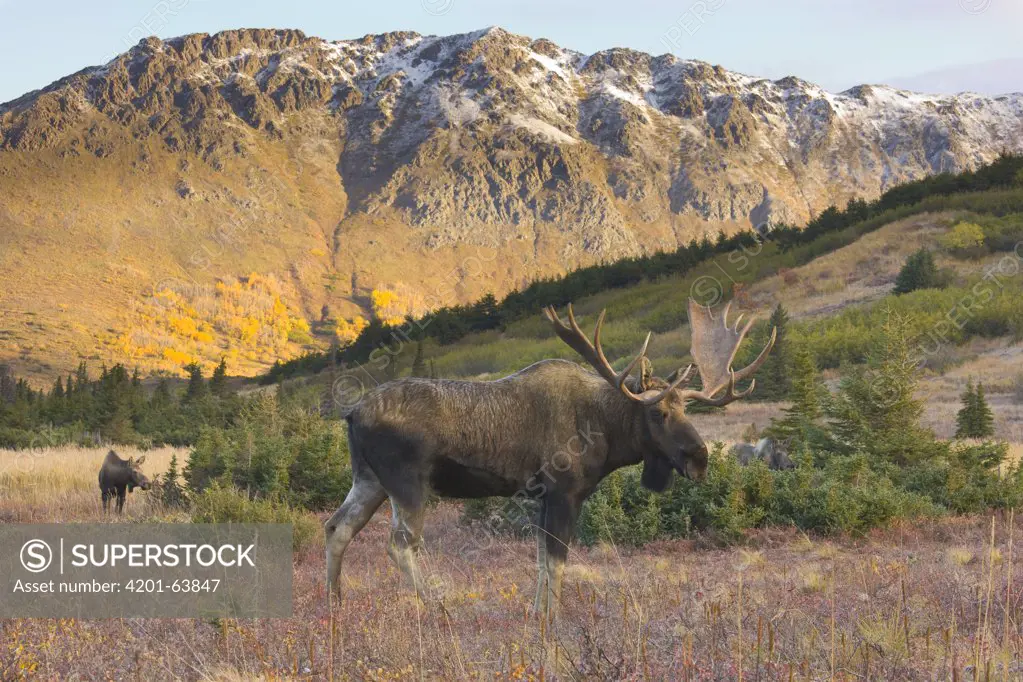 Moose (Alces americanus) bull and distant cow during breeding season, Chugach State Park, Alaska