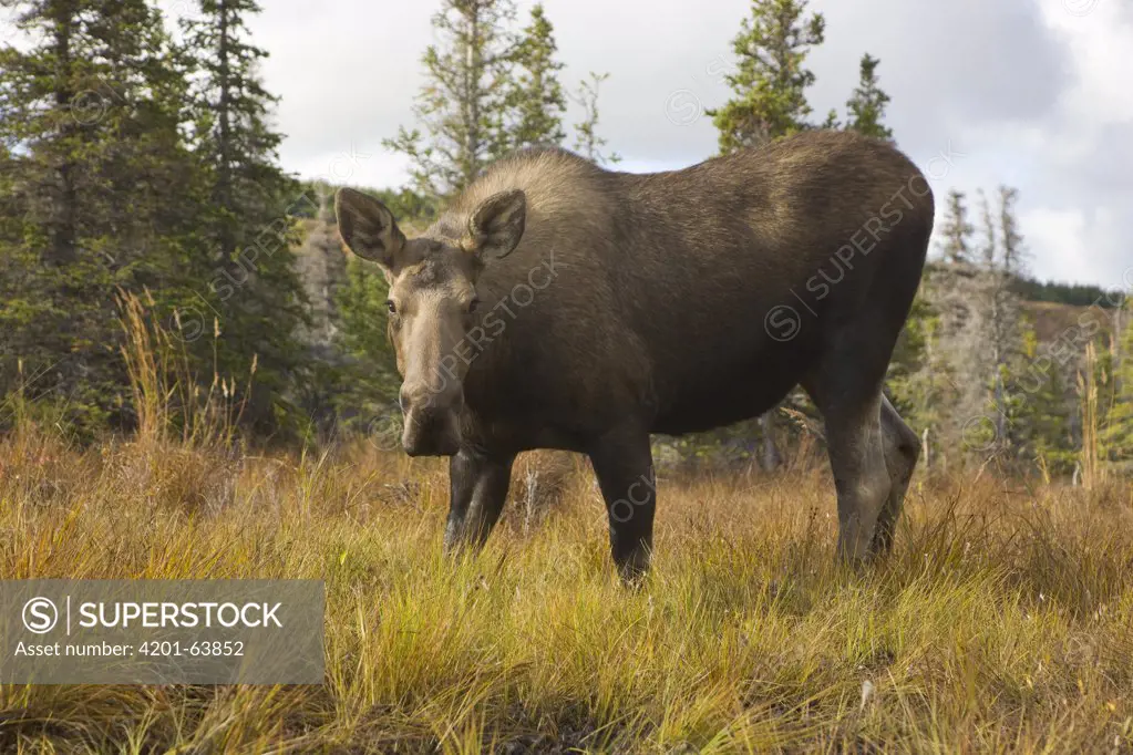 Moose (Alces americanus) cow, Chugach State Park, Alaska