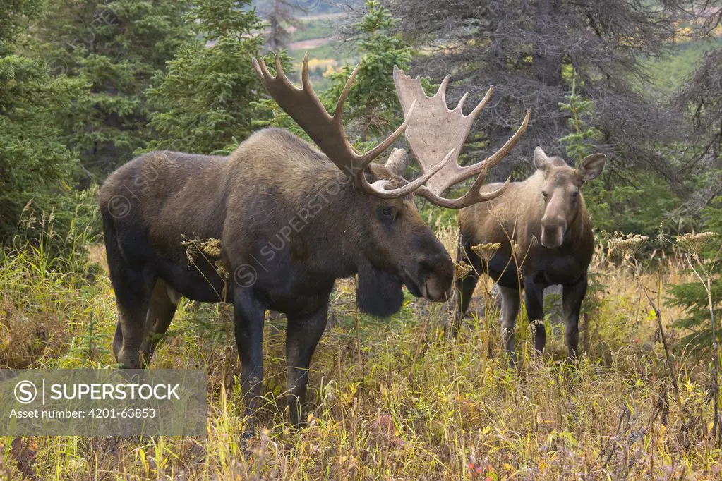 Moose (Alces americanus) bull and cow during breeding season, Chugach State Park, Alaska