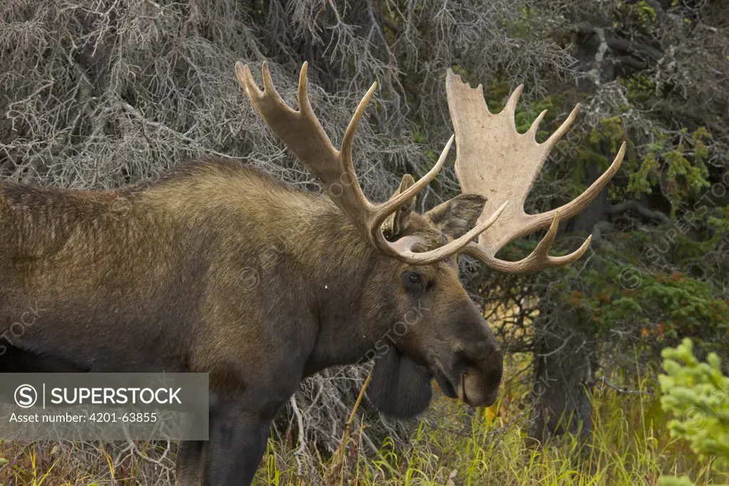 Moose (Alces americanus) bull during breading season, Chugach State Park, Alaska