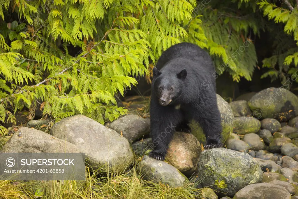 Black Bear (Ursus americanus) male looking for salmon in stream, Vancouver Island, British Columbia, Canada
