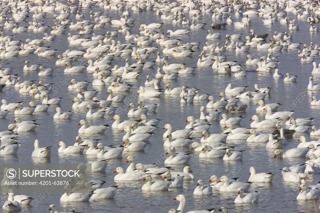 Snow Goose (Chen caerulescens) flock floating on shallow pond, Bosque del Apache National Wildlife Refuge, New Mexico