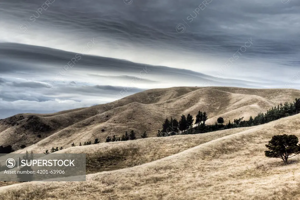 Windblown dry grass on hills near Seddon with storm clouds overhead, Marlborough, New Zealand