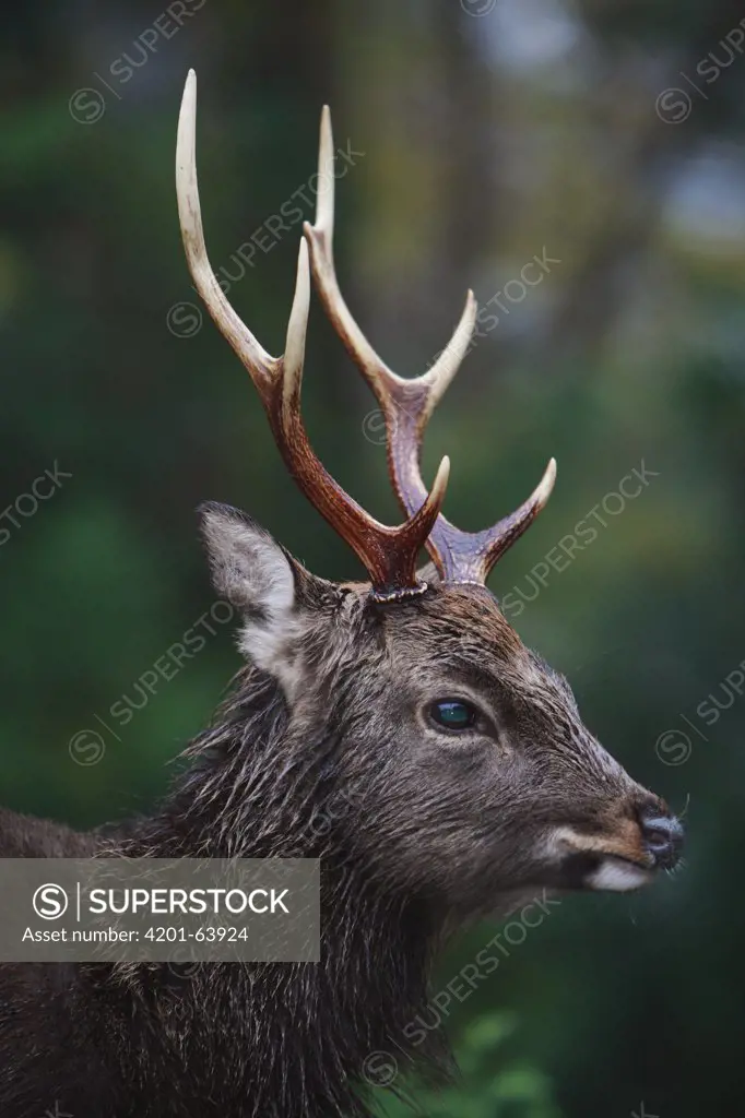Sika Deer (Cervus nippon) male, Yakushima Island, Japan