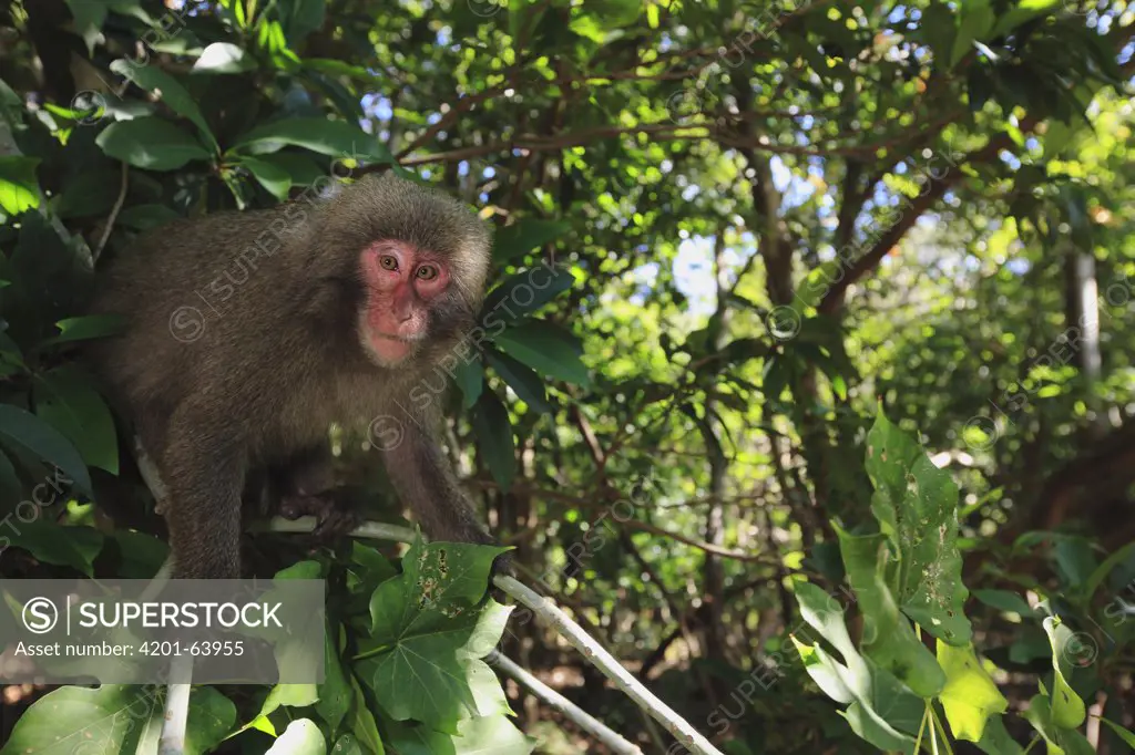 Japanese Macaque (Macaca fuscata) in the costal laurel forest of Yakushima Island, Yakushima Island, Japan