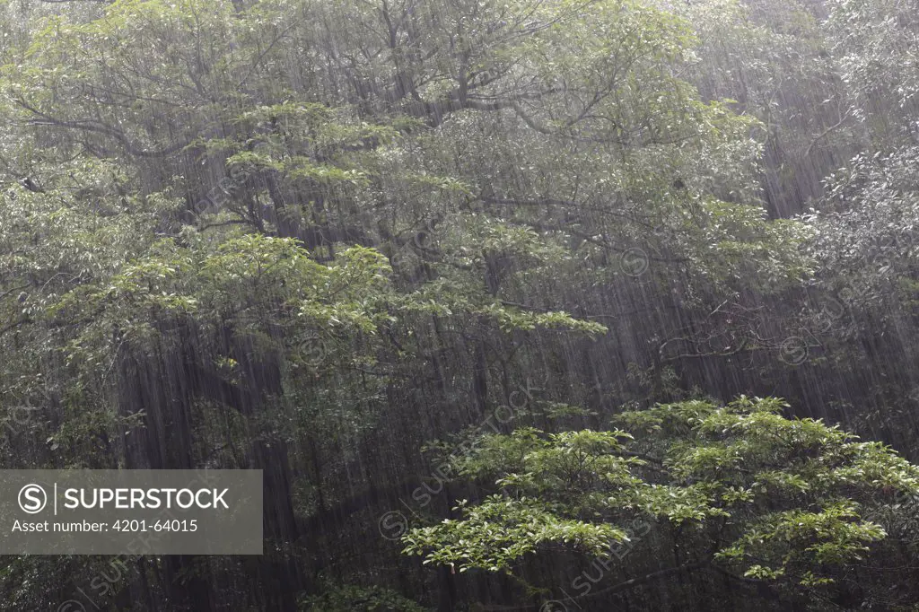 Rain in temperate rainforest of Shiratani Unsuikyo, Yakushima Island, Japan