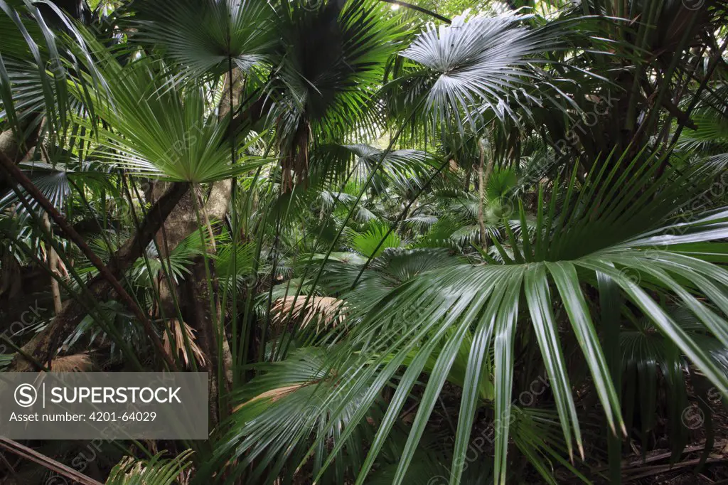 Chusan Palm (Trachycarpus fortunei) introduced species on Yakushima Island, Japan