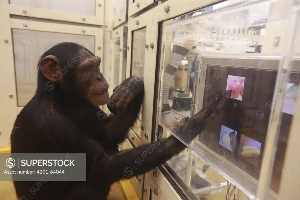 Chimpanzee (Pan troglodytes) in drawing versus photo recognition experiment, Tokyo University, Inuyama, Japan