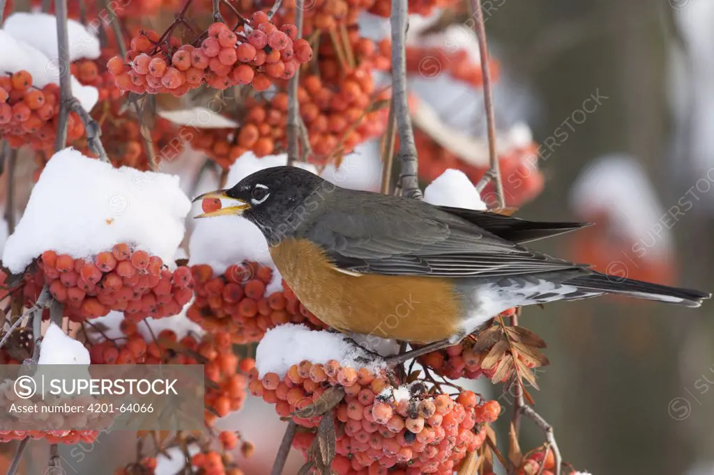 American Robin (Turdus migratorius) eating berries in the winter, northwest Montana
