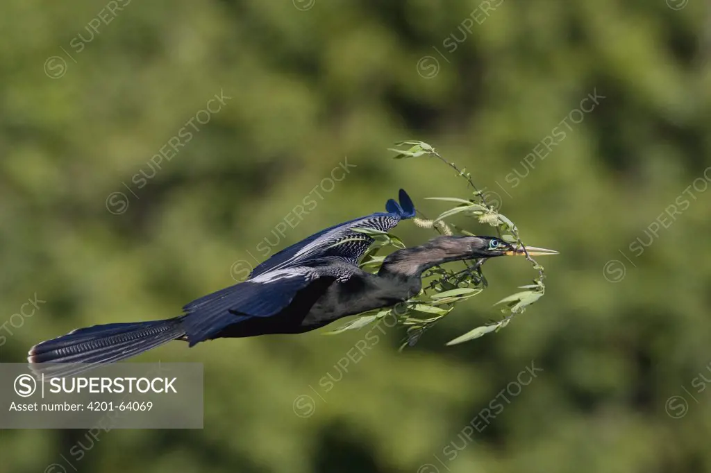 American Darter (Anhinga anhinga) flying to nest with nesting material, Sarasota, Florida
