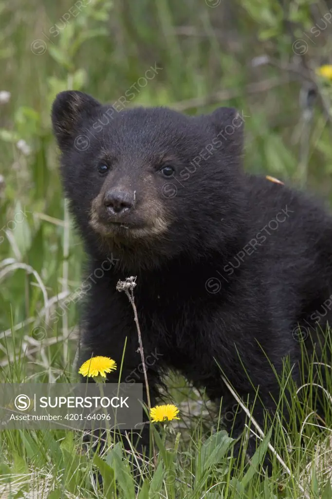 Black Bear (Ursus americanus) cub, western Montana