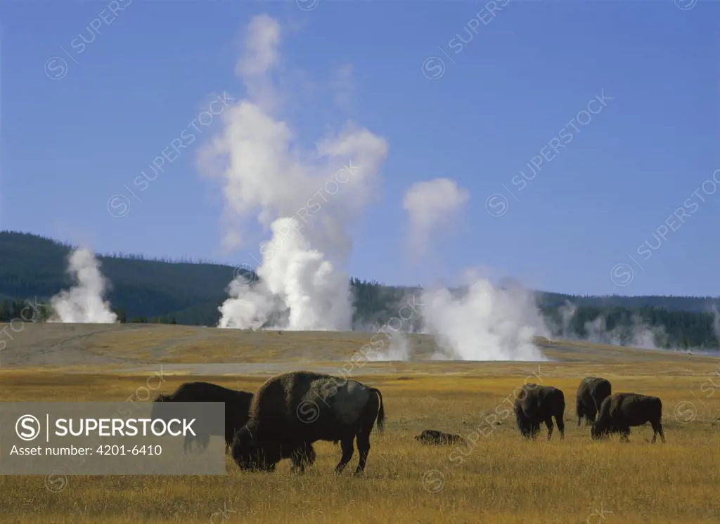 American Bison (Bison bison) herd grazing near Fountain Paint Pots, Yellowstone National Park, Wyoming