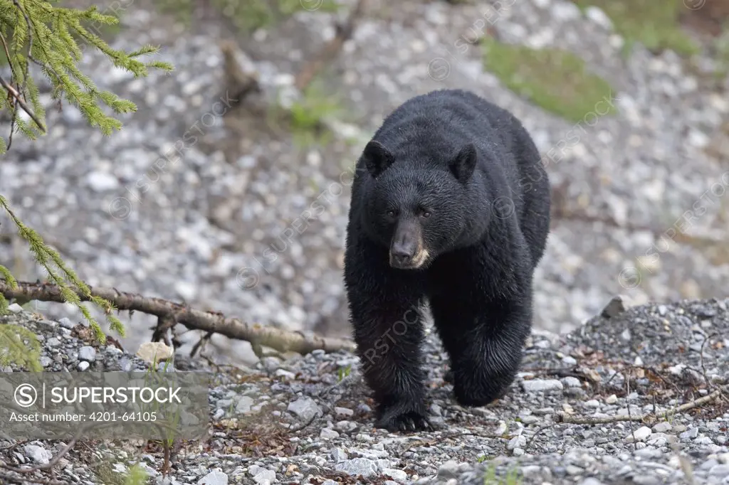 Black Bear (Ursus americanus) walking in dry streambed, western Montana