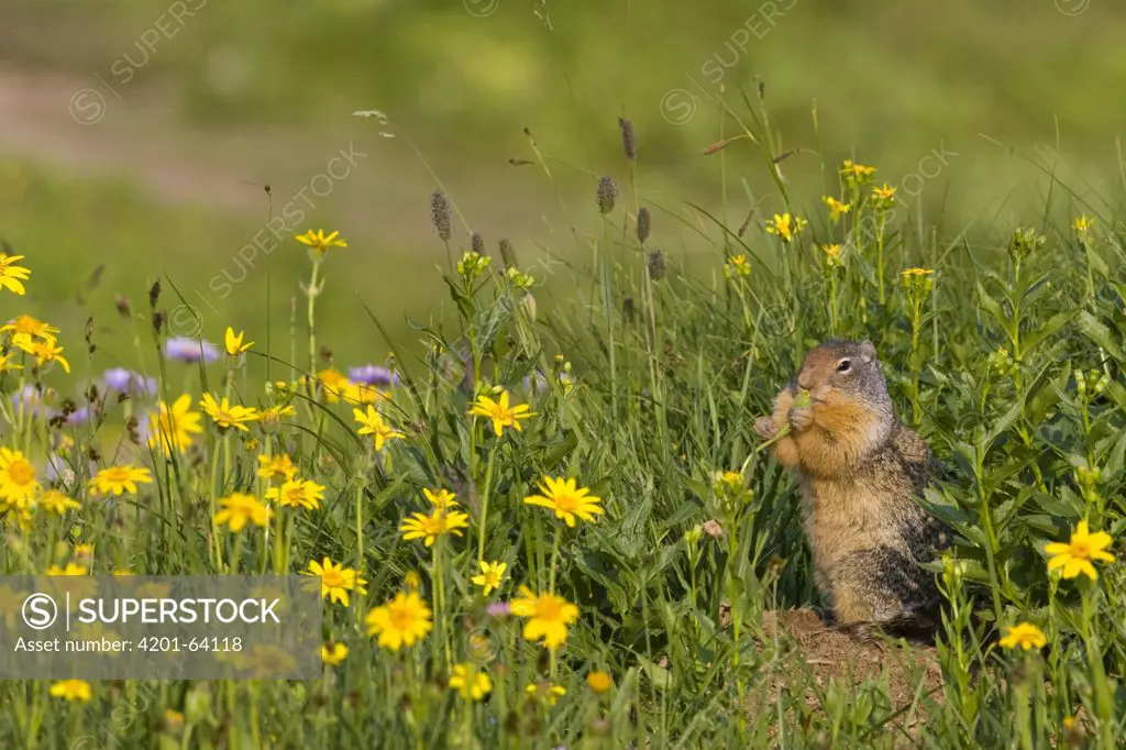 Columbian Ground Squirrel (Spermophilus columbianus) at burrow eating flowers, Glacier National Park, Montana