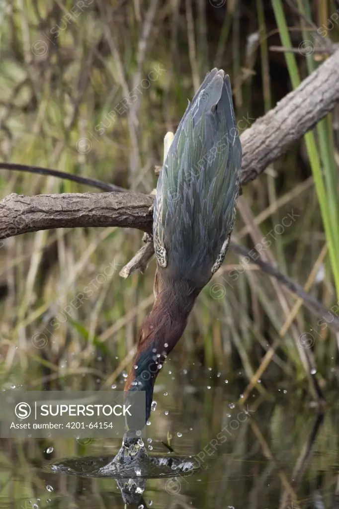 Green Heron (Butorides virescens) striking at minnow, Everglades National Park, Florida. Sequence 1 of 2