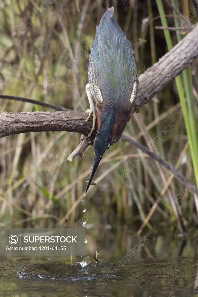 Green Heron (Butorides virescens) catching minnow, Everglades National Park, Florida. Sequence 2 of 2
