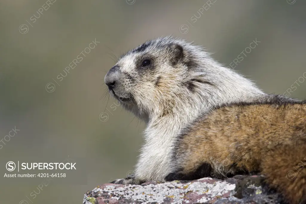 Hoary Marmot (Marmota caligata), North America