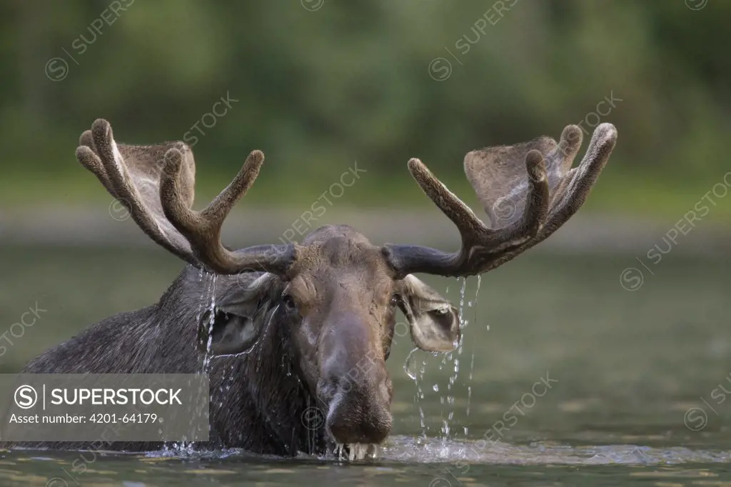 Moose (Alces americanus) bull in summer velvet feeding in a lake, Glacier National Park, Montana
