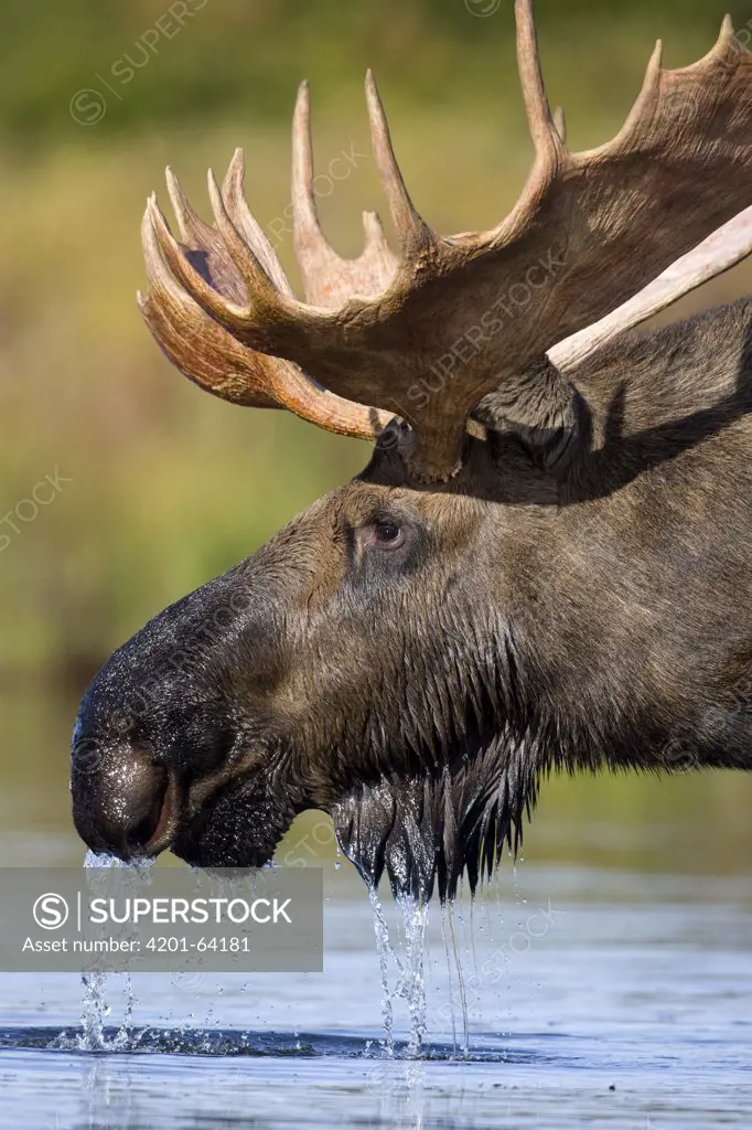 Moose (Alces americanus) bull feeding in lake, Denali National Park, Alaska