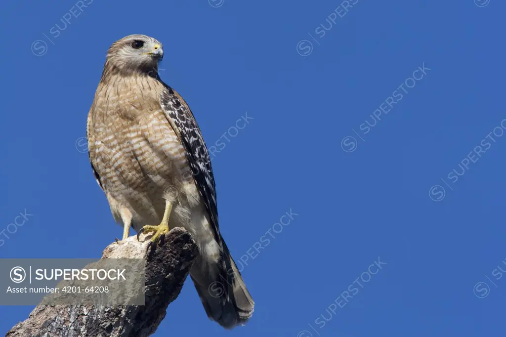 Red-shouldered Hawk (Buteo lineatus) sitting in tree, central Florida