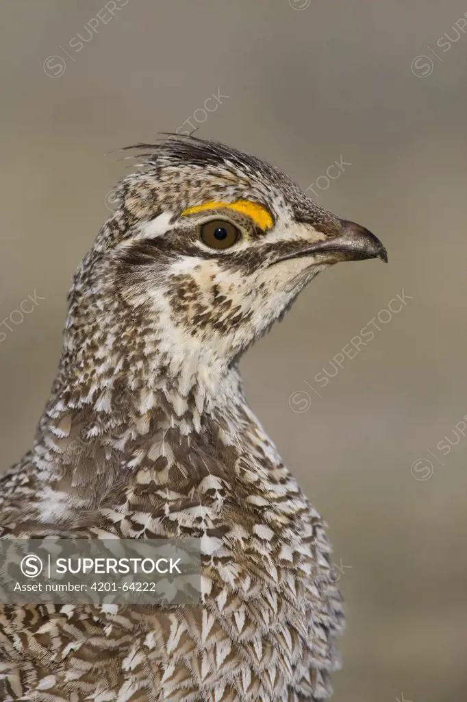 Sharp-tailed Grouse (Tympanuchus phasianellus) male, central Montana