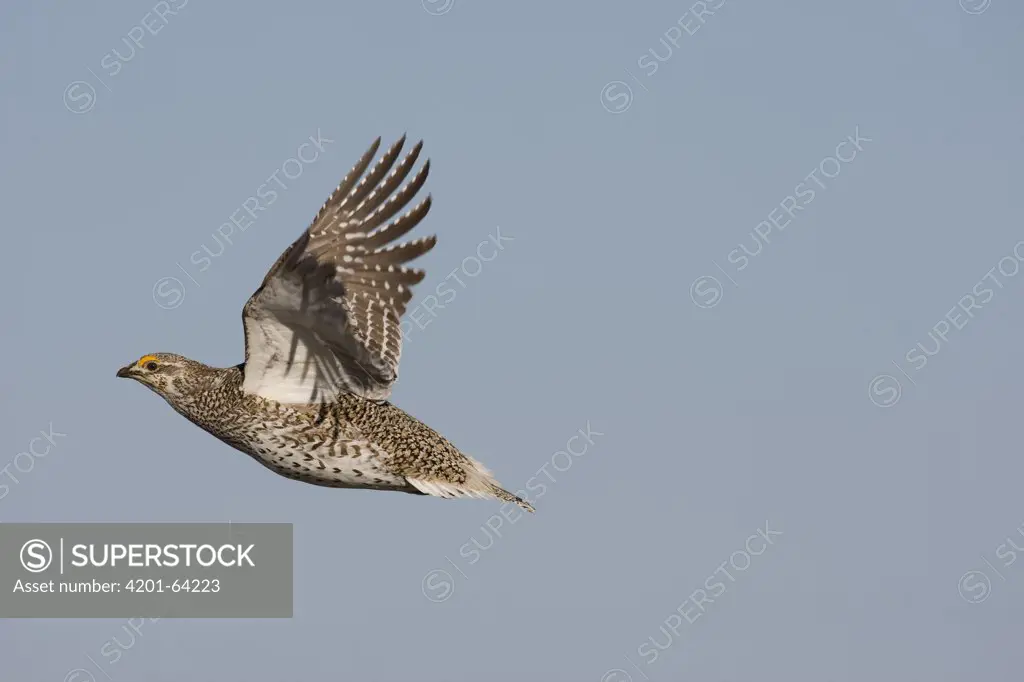 Sharp-tailed Grouse (Tympanuchus phasianellus) male flying, eastern Montana