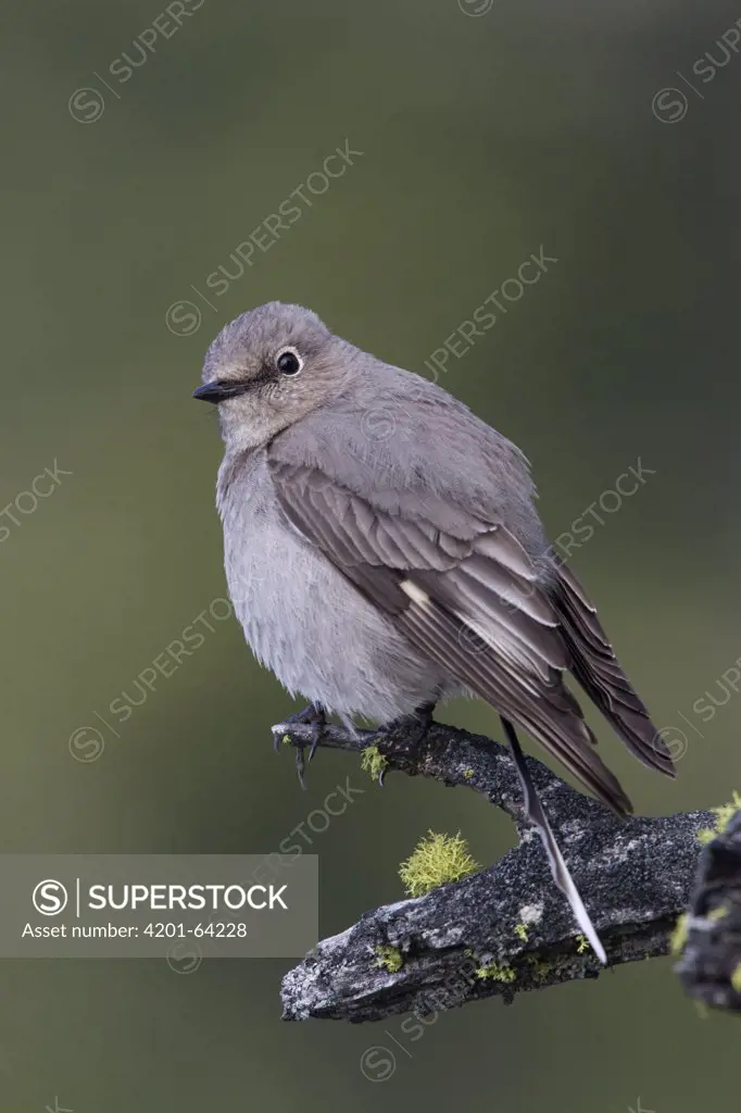 Townsend's Solitaire (Myadestes townsendi) perched on a snag, Troy, Montana