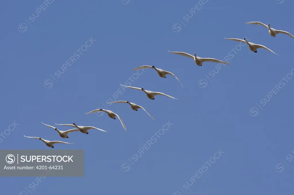 Tundra Swan (Cygnus columbianus) flock flying, central Montana