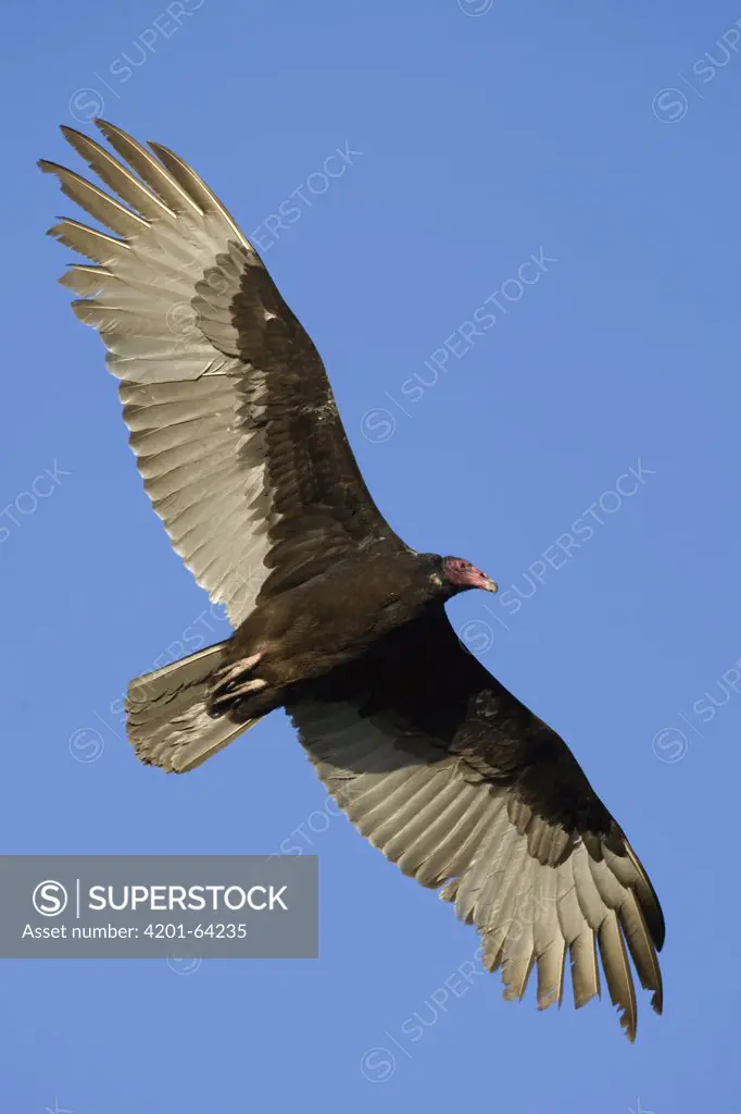 Turkey Vulture (Cathartes aura) flying, Sarasota, Florida