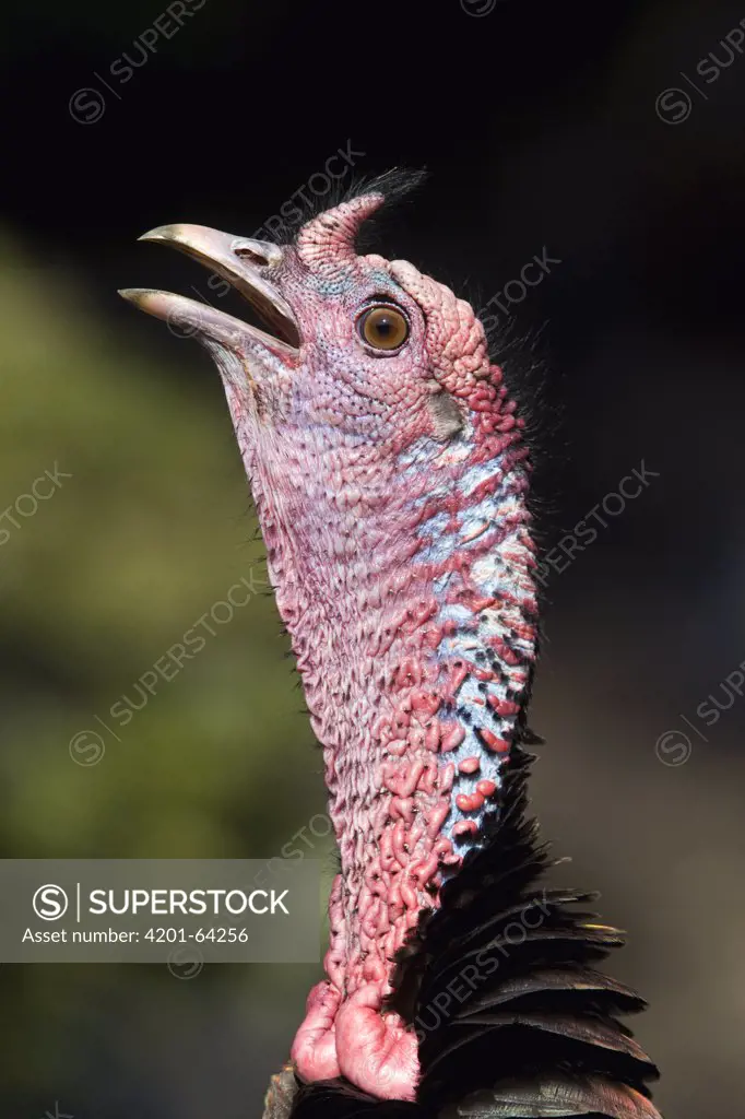 Wild Turkey (Meleagris gallopavo) male calling, Troy, Montana