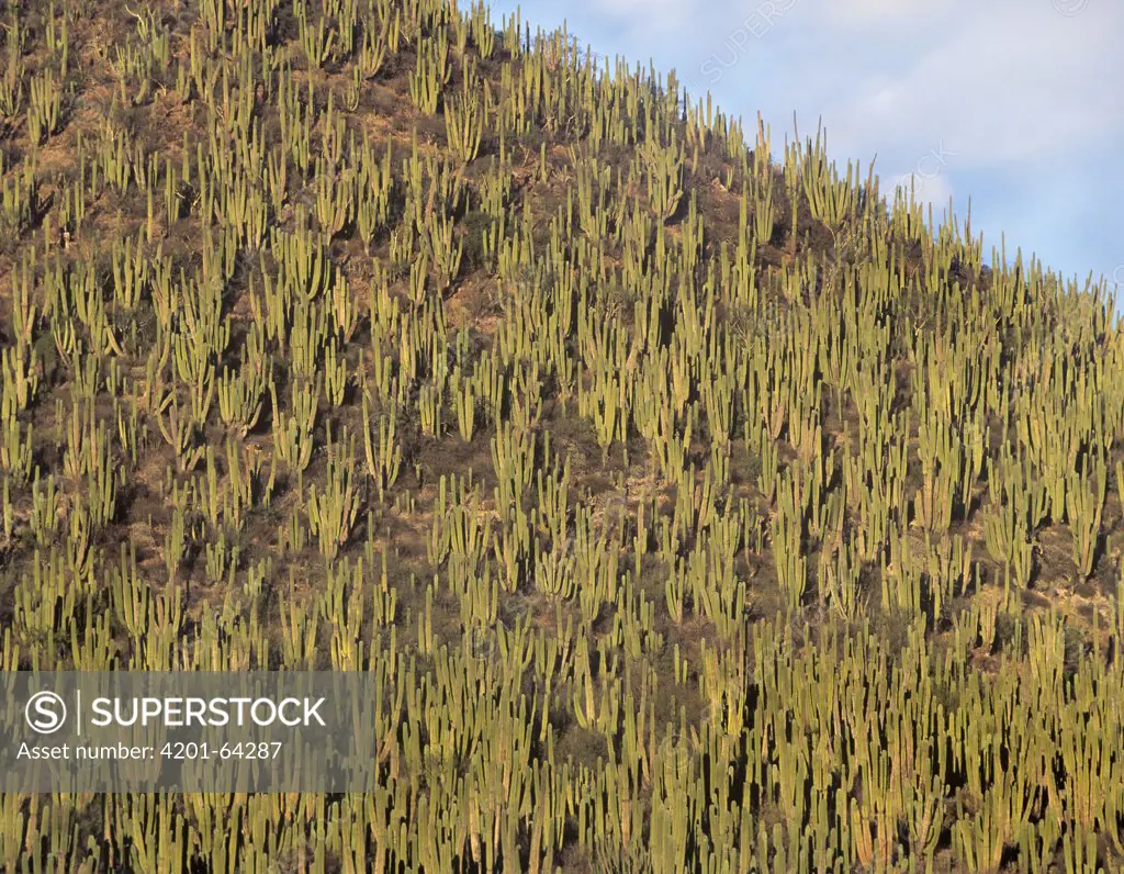 Organ Pipe Cactus (Stenocereus thurberi) cluster covering hillside, Guaymas, Sonora, Mexico