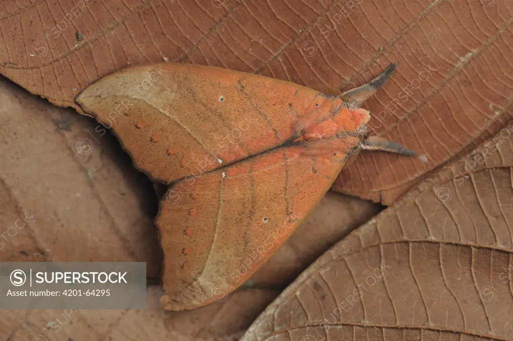 Prominent Moth (Gangarides rosea) well-camouflaged as a dead leaf, Lambir Hills National Park, Borneo, Malaysia
